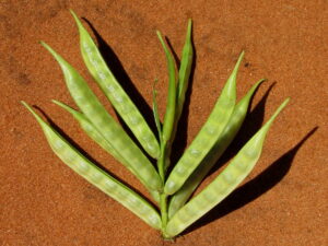 Guar Gum Image